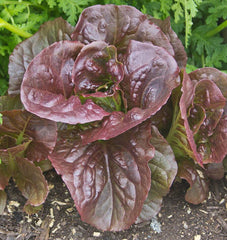 Pomegranate Crunch Pelleted Organic