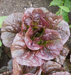 Pomegranate Crunch Pelleted Organic