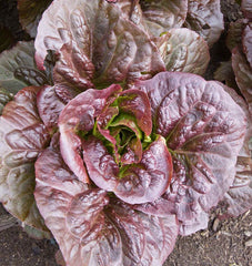 Pomegranate Crunch Pelleted Organic