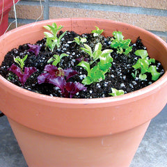 Pot & Patio Blend Lettuce