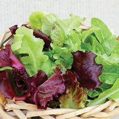 Pot & Patio Blend Lettuce