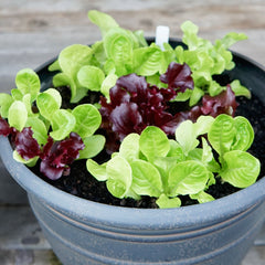 Pot & Patio Blend Lettuce