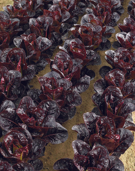 Truchas Pelleted Organic
