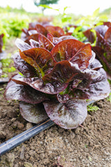 Truchas Pelleted Organic