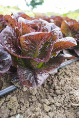 Truchas Pelleted Organic