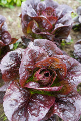 Truchas Pelleted Organic