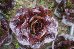 Truchas Pelleted Organic