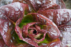 Truchas Pelleted Organic
