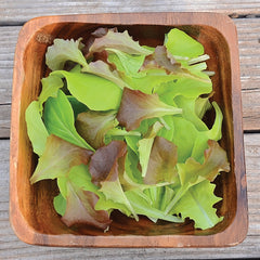 Pot & Patio Blend Lettuce