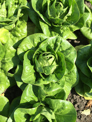 Newham Pelleted Organic