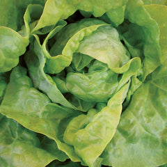 North Pole Lettuce