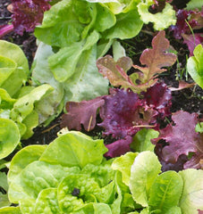 Super Gourmet Salad Blend