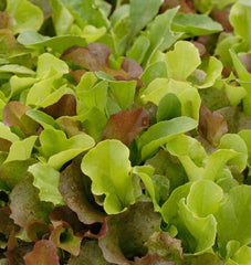 Super Gourmet Salad Blend