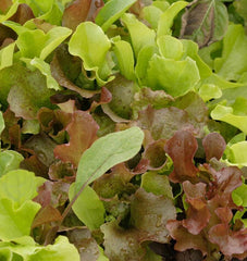Super Gourmet Salad Blend