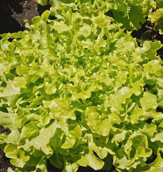Green Salad Bowl