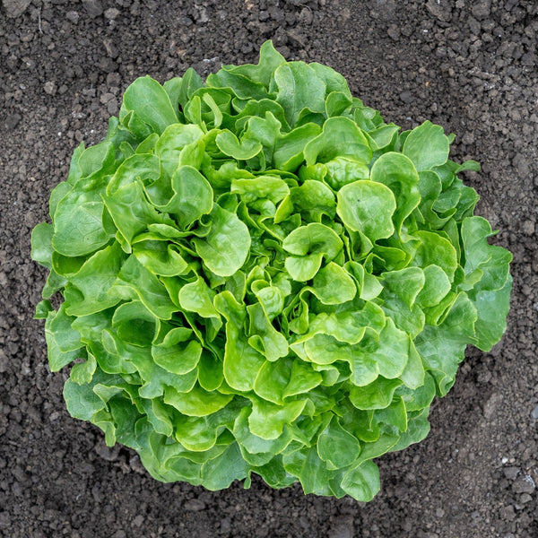 Bauer Organic