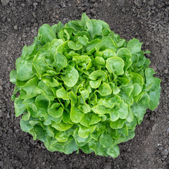 Bauer Organic
