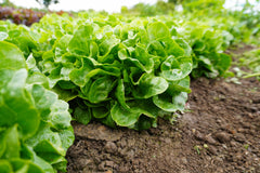 Bauer Organic