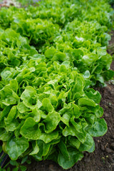 Bauer Organic