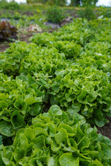 Bauer Organic