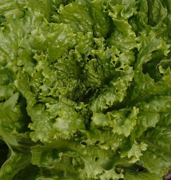 Tropicana Pelleted Organic