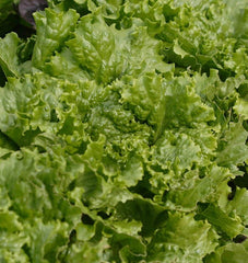 Tropicana Pelleted Organic