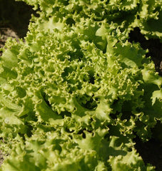 Tropicana Pelleted Organic