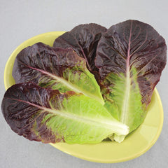 Truchas Lettuce