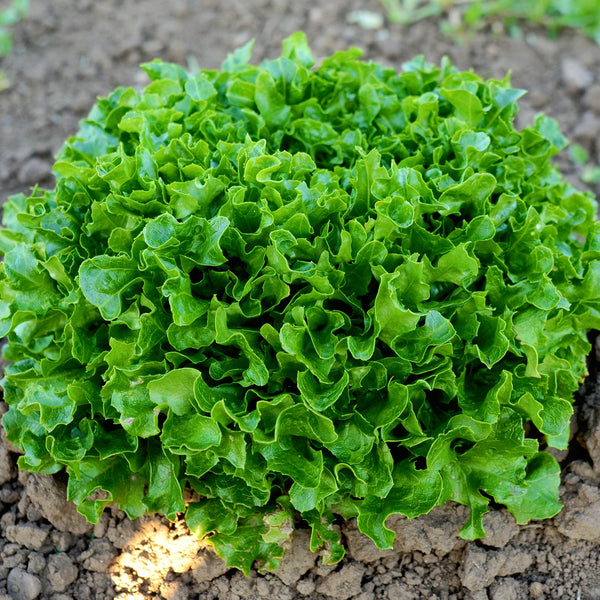 Hampton Lettuce