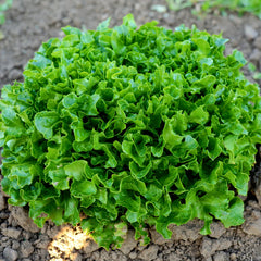 Hampton Lettuce