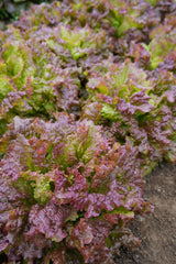 New Red Fire Organic