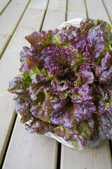 New Red Fire Organic
