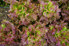 New Red Fire Organic