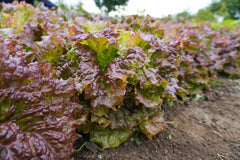 New Red Fire Organic