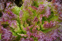 New Red Fire Organic