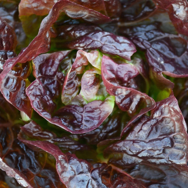 Alkindus Lettuce