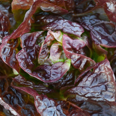 Alkindus Lettuce