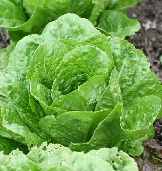 Coastal Star Organic