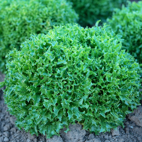 Ezrilla Lettuce
