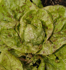 Speckled Organic