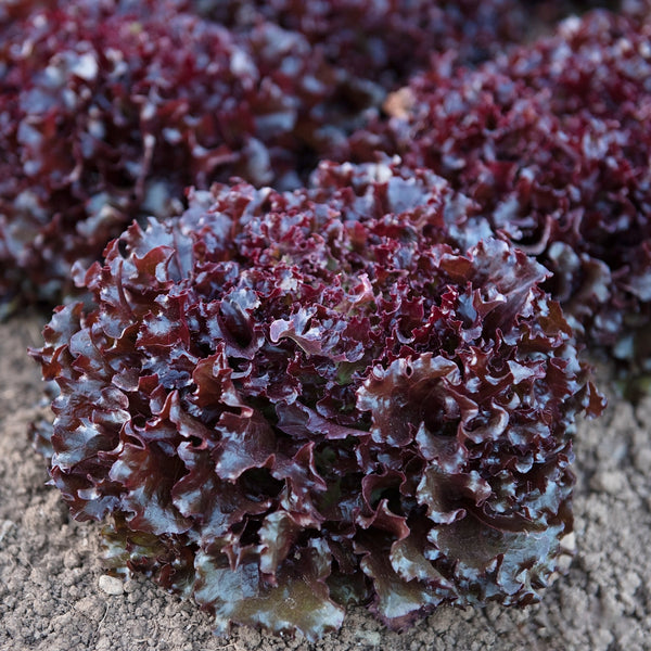 Brentwood Lettuce