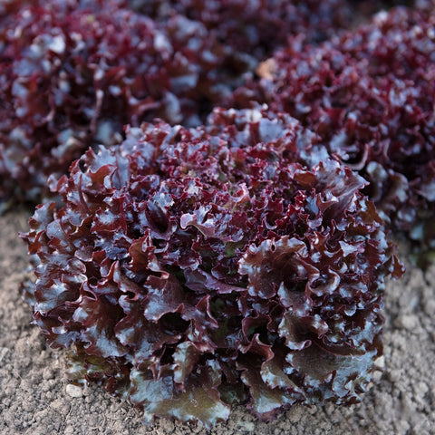 Brentwood Lettuce