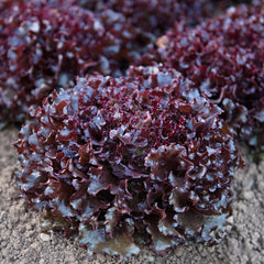 Brentwood Lettuce