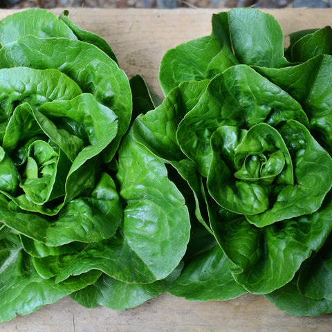 Newham Lettuce
