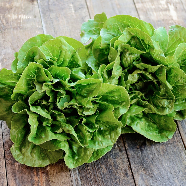 Rainier Lettuce