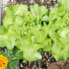 Milagro Lettuce