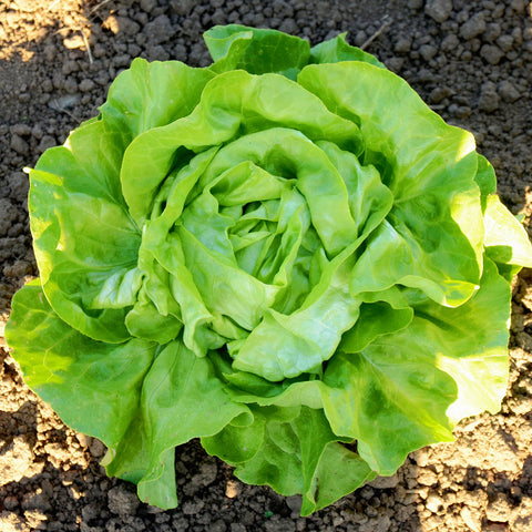 Milagro Lettuce