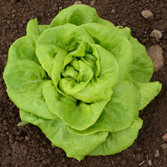 Rex Lettuce