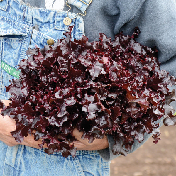 Red Salad Bowl Lettuce