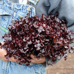 Red Salad Bowl Lettuce